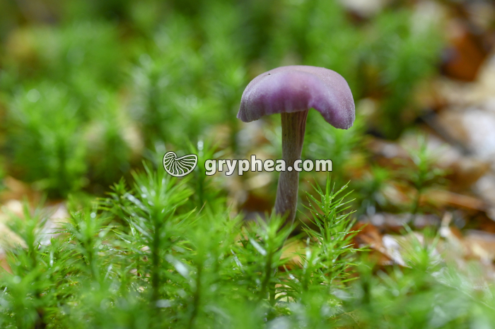 Champignon - gryphea.com